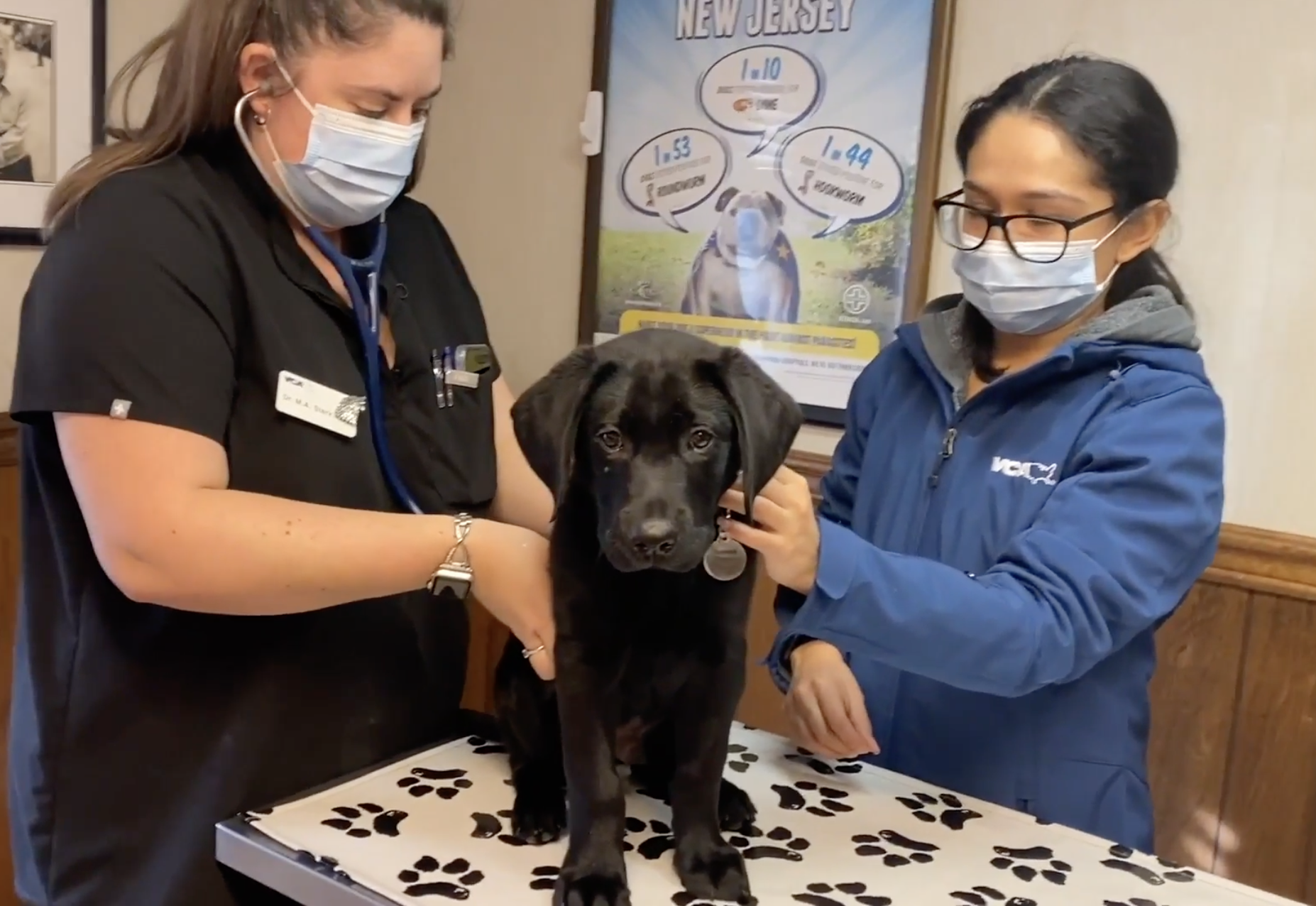 Become a puppy raiser and foster the future with The Seeing Eye