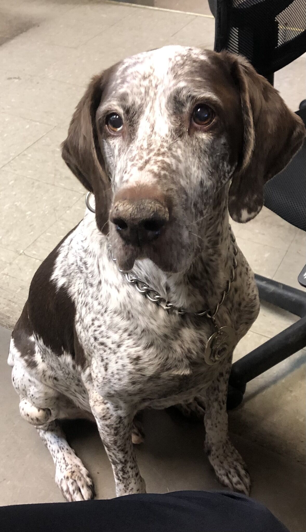 Lansdowne police say a sad farewell to one of its own: Bogi, the K-9 partner of Sgt. Miller